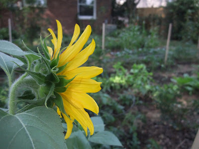 garden sunflower, tomato vines garden sunflower, tomato vines