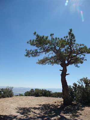view of downtown reno, from the mountains, tree view of downtown reno, from the mountains, tree