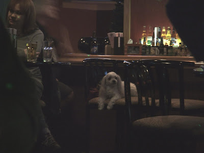 i saw this at a bar the other day, a little white dog drinking at a bar
