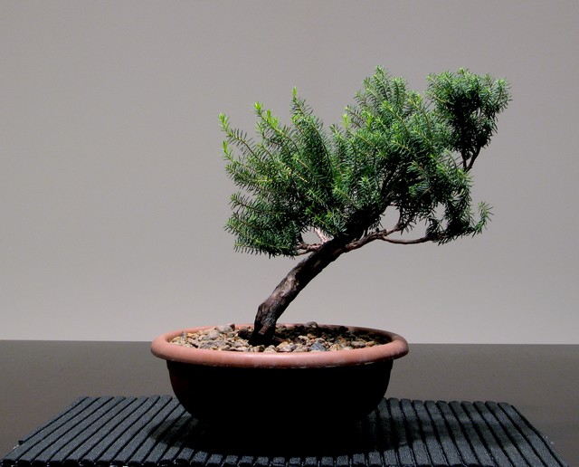 As minhas histórias e aventuras de Bonsai Erica platycodon spp maderensis