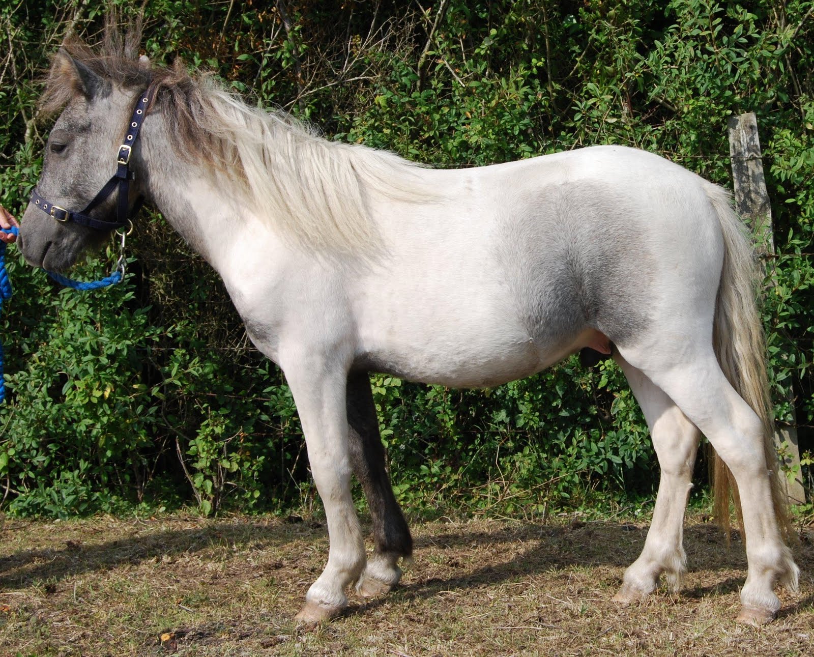 Dartmoor Pony Sales List Charming grey and white shetland cross