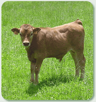 Ganaderia en Costa Rica: Porque cayo el precio del ternero, Serie 5