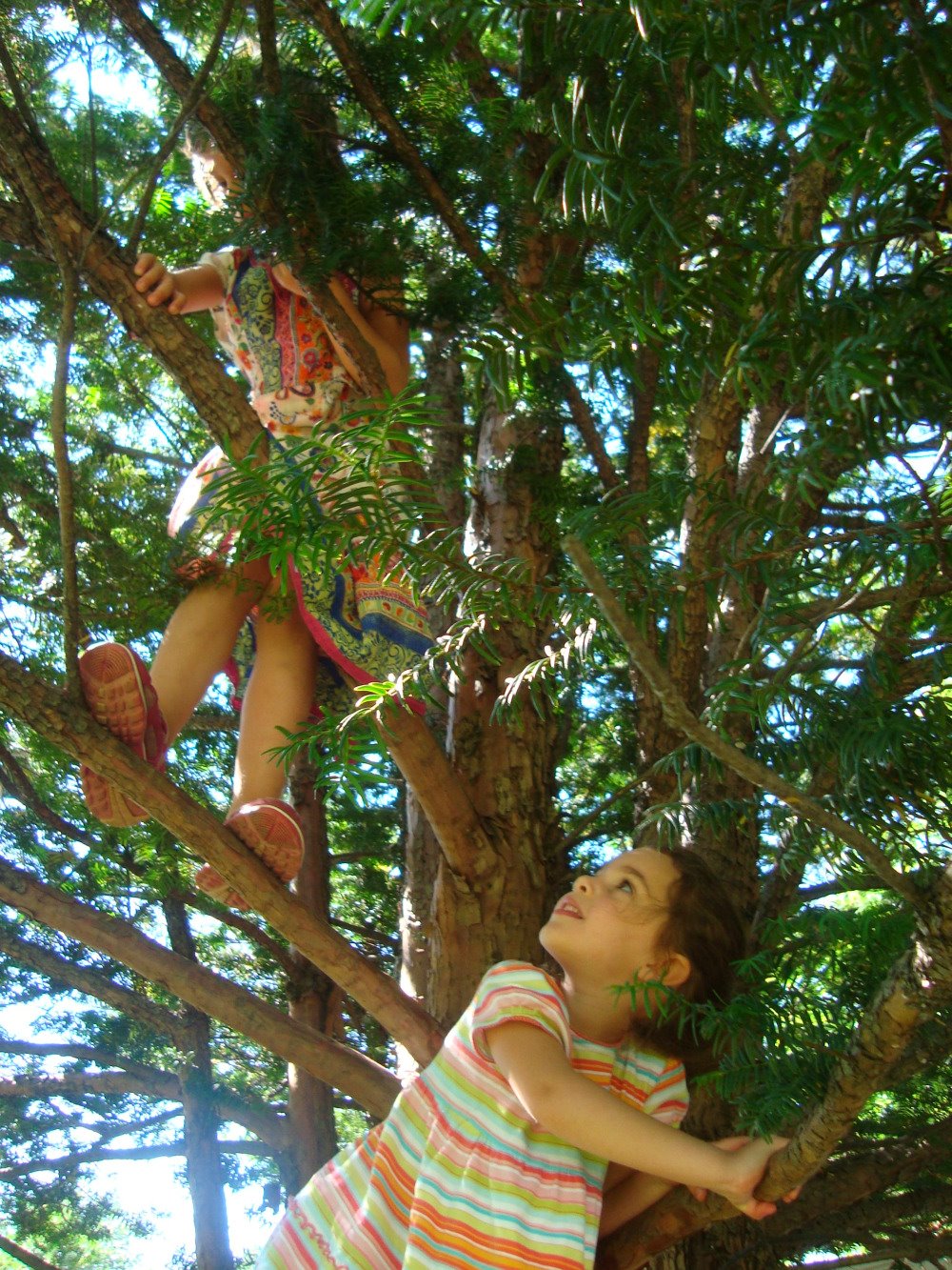 [climbing+trees.jpg]