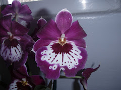 Birthday Orchid