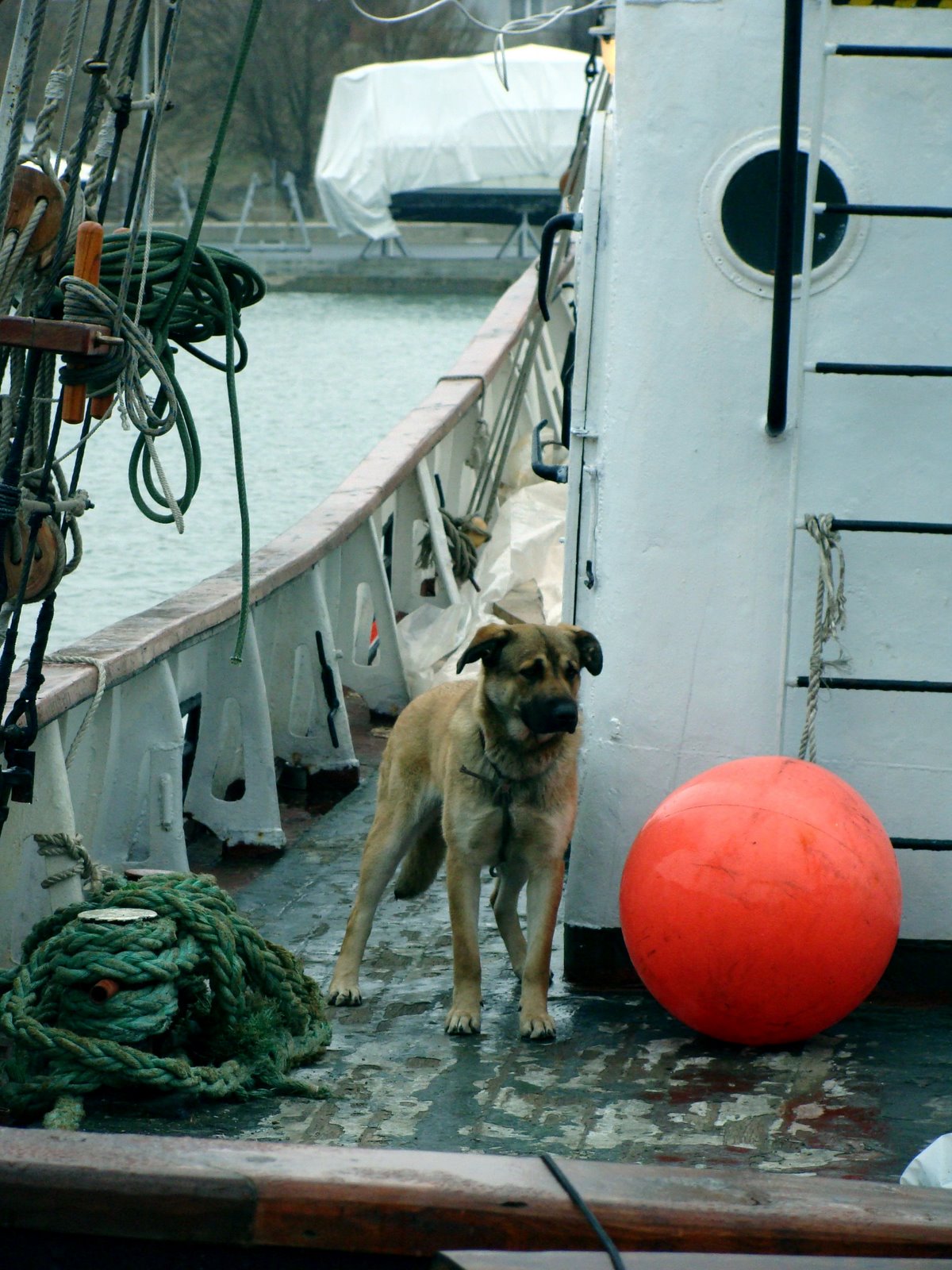 [dog+seaman.jpg]