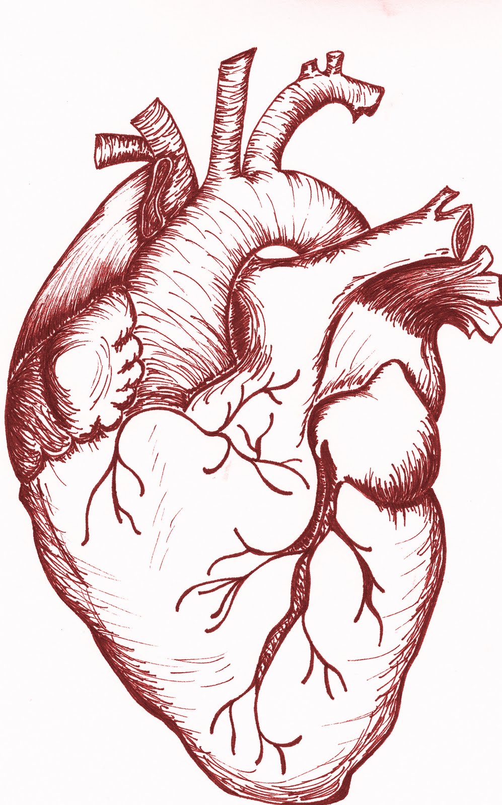 watercolor heart sketch watercolor heart sketch