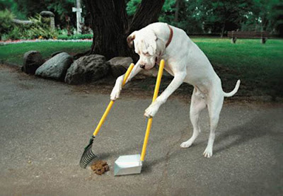 dog cleaning poop