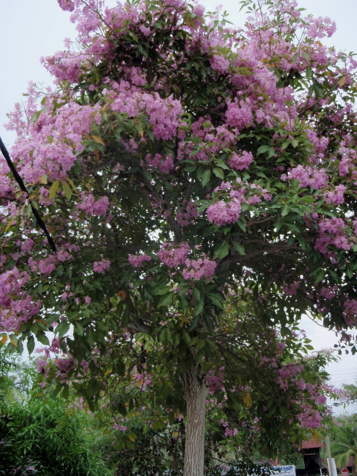 LI NA HERBS: TECOMA (Tabebuia Rosea)