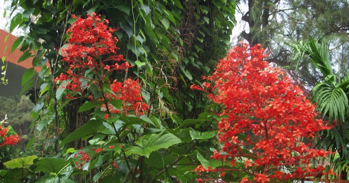 Ubat Tumbuh Janggut Contoh Yuk