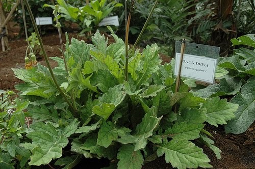 LI NA HERBS: DAUN DEWA 白背三七