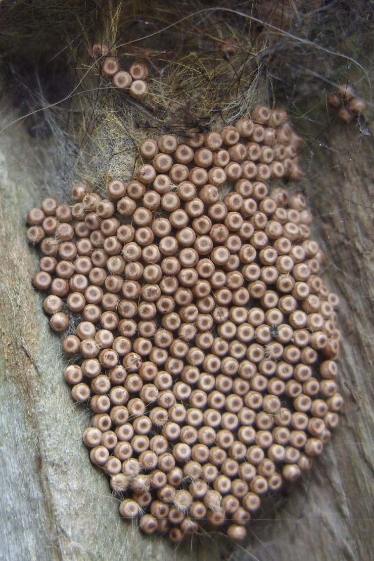 CRYPTOZOOLOGY ONLINE Still on the Track MORE ON THE SAGA OF THE