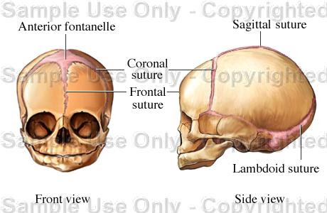 articulatiile capului cauzele de dureri articulare și inferioare de spate