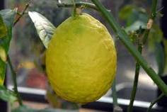 citron.jpg