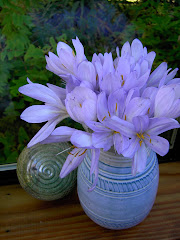 Bunch of crocus.