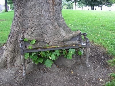 22 Trees Growing Around Objects ~ Now That's Nifty