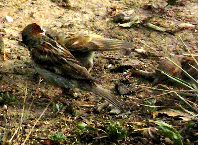 sparrow feeding young