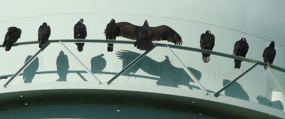 buzzards on the water tower