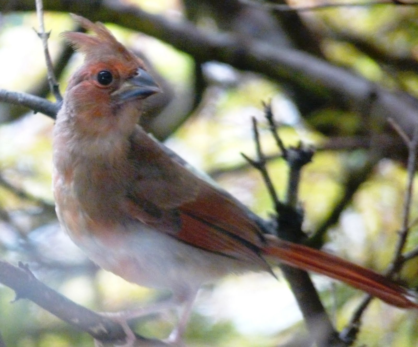 The Greenbelt Young Cardinal