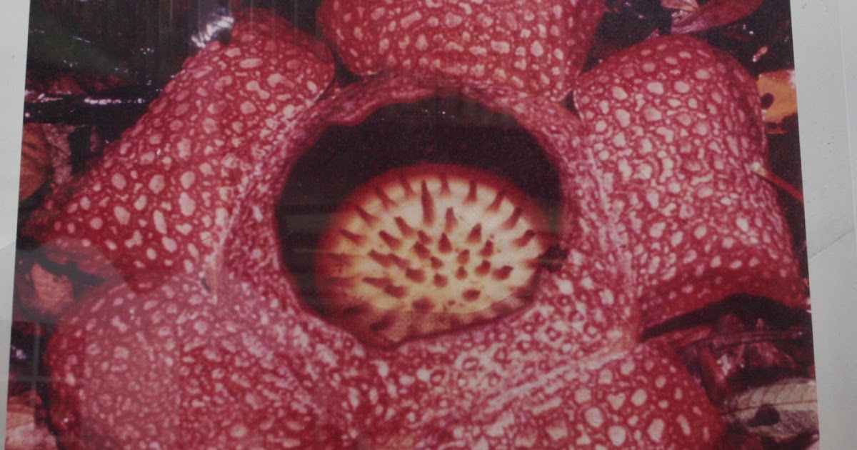 abdnaddin Bunga  Rafflesia  bunga  terbesar  di  dunia 
