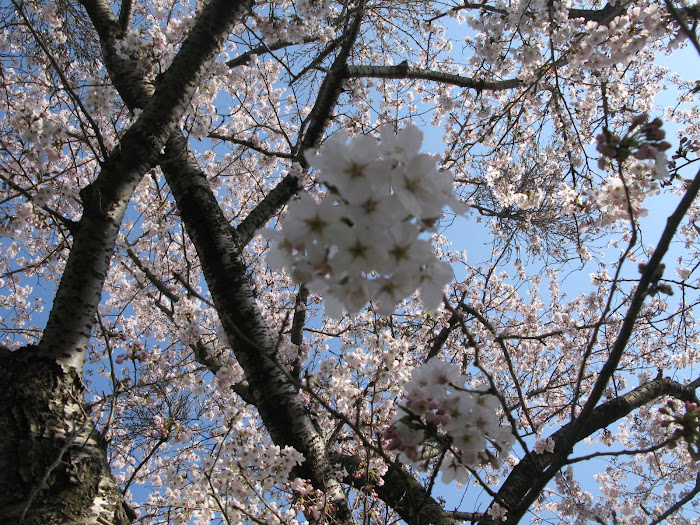 sakura