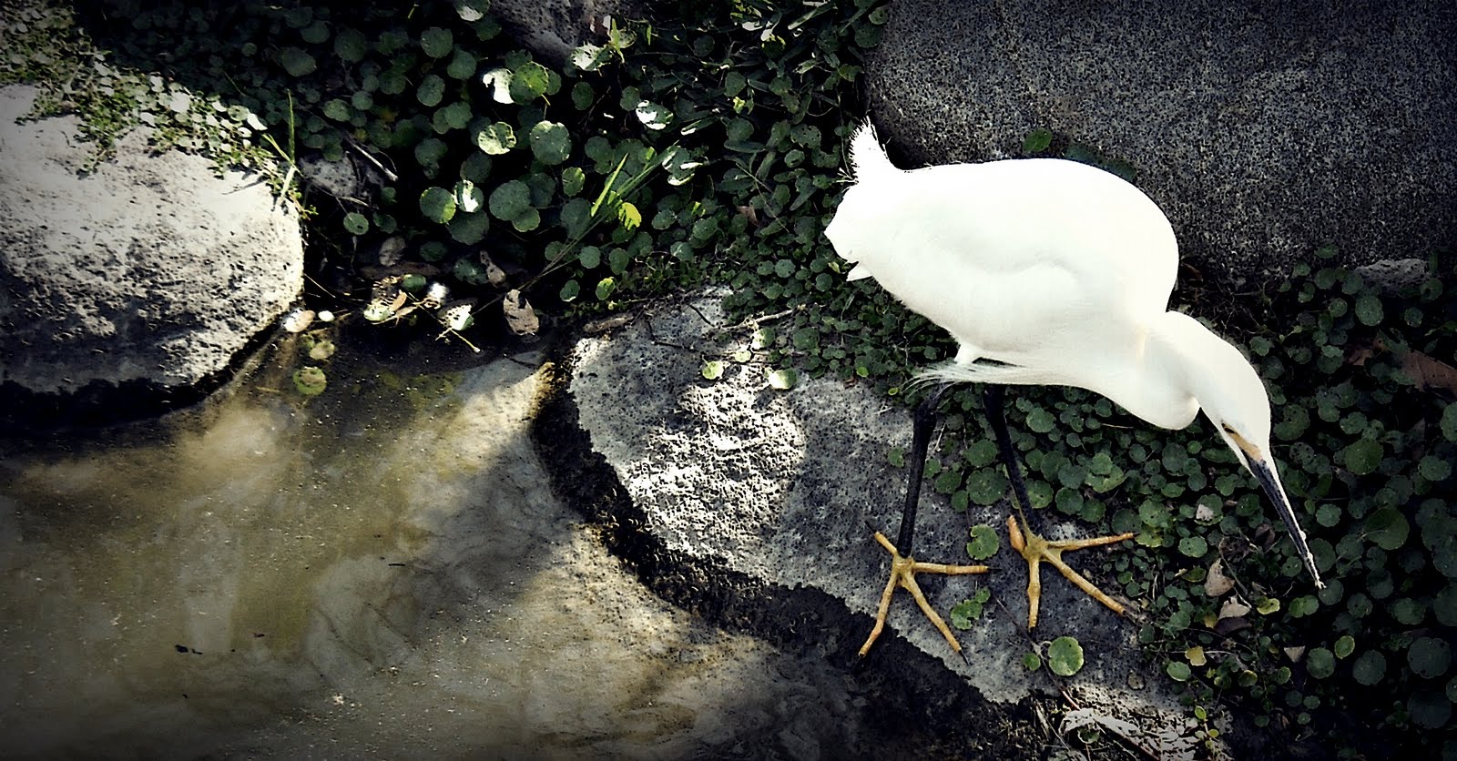 Varios : Visto en Baires