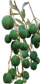Aceitunas del olivo