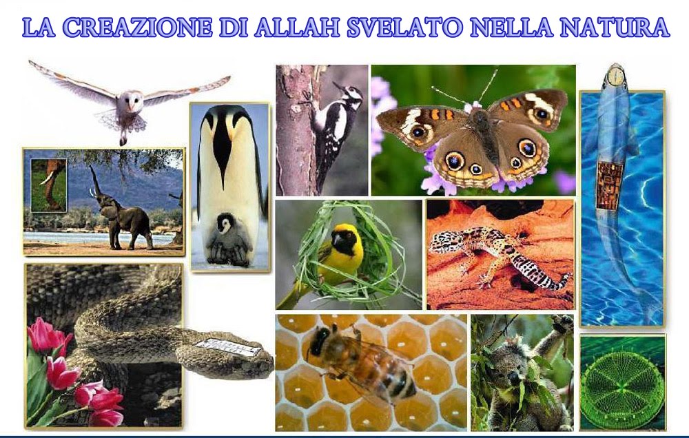 LA CREAZIONE DI ALLAH SVELATO NELLA NATURA