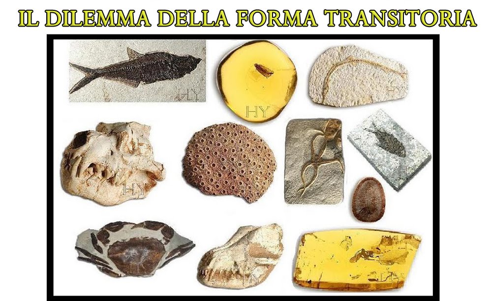 IL DILEMMA DELLA FORMA TRANSITORIA