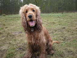Hond van de maand Februari is