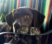 Mookie, my original dog angel