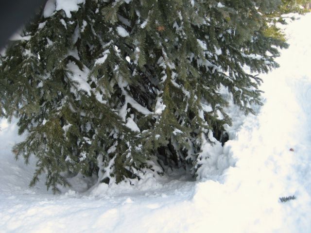 Tree Well at Vail