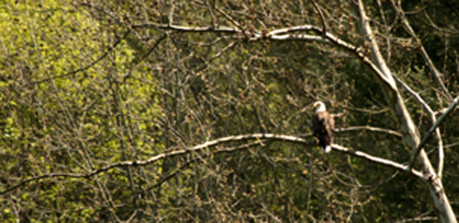 [09-apr-eagle.jpg]