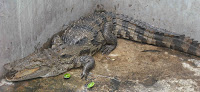 DSCF0727.jpg