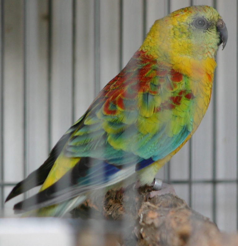 Aves de Gavião: Red Rump