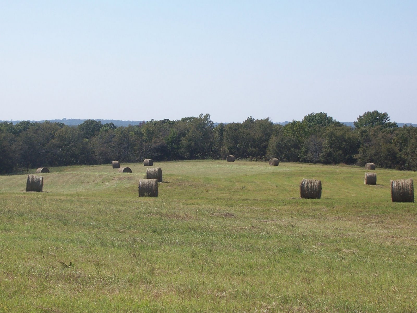 How We Reclaimed our Hay Field Oak Hill Homestead