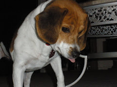 My old dog trying to catch a lazer light