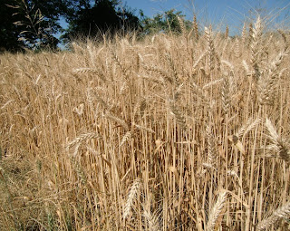 wheat (onemorehandbag)