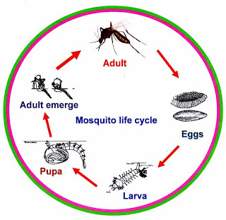 HealthyLifeDigest: Studying mosquito life cycle to best control of them