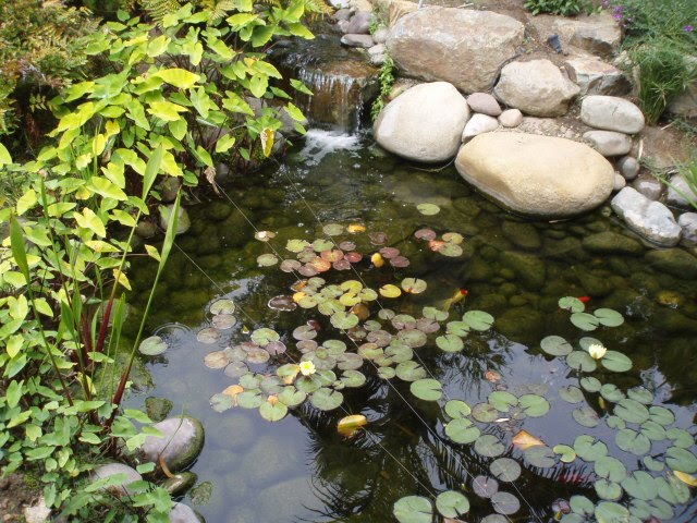 best koi pond treatment Aquascape image