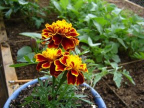 [Marigold.jpg]