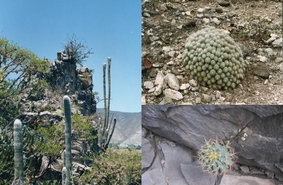 San Cristóbal Hidalgo FLORA