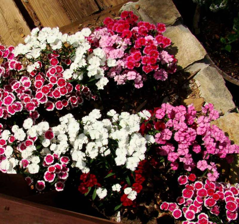 Morning Glories At A Snails Pace