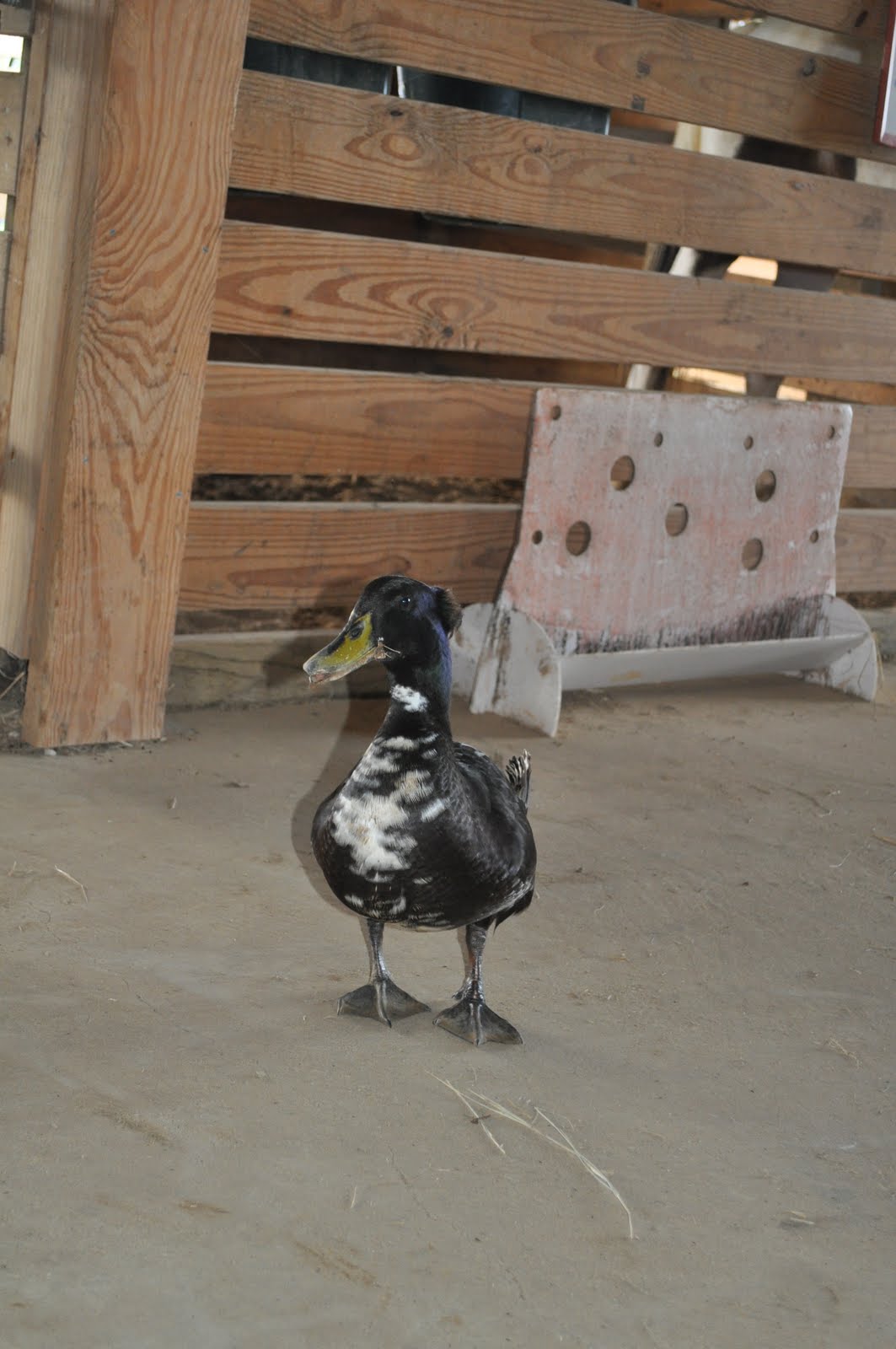 A duck in the barn Down Home Ranch
