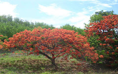 FLAMBOYANT TREE