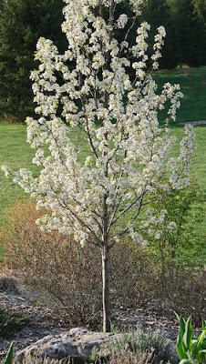 Country Gardener: 'Chanticleer' pear: all a-glow