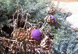 Flowering Artichoke Plant