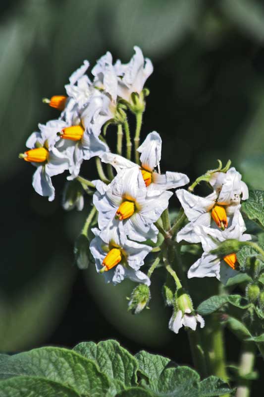 East Gwillimbury CameraGirl Potato Blossoms/ Today's Flowers