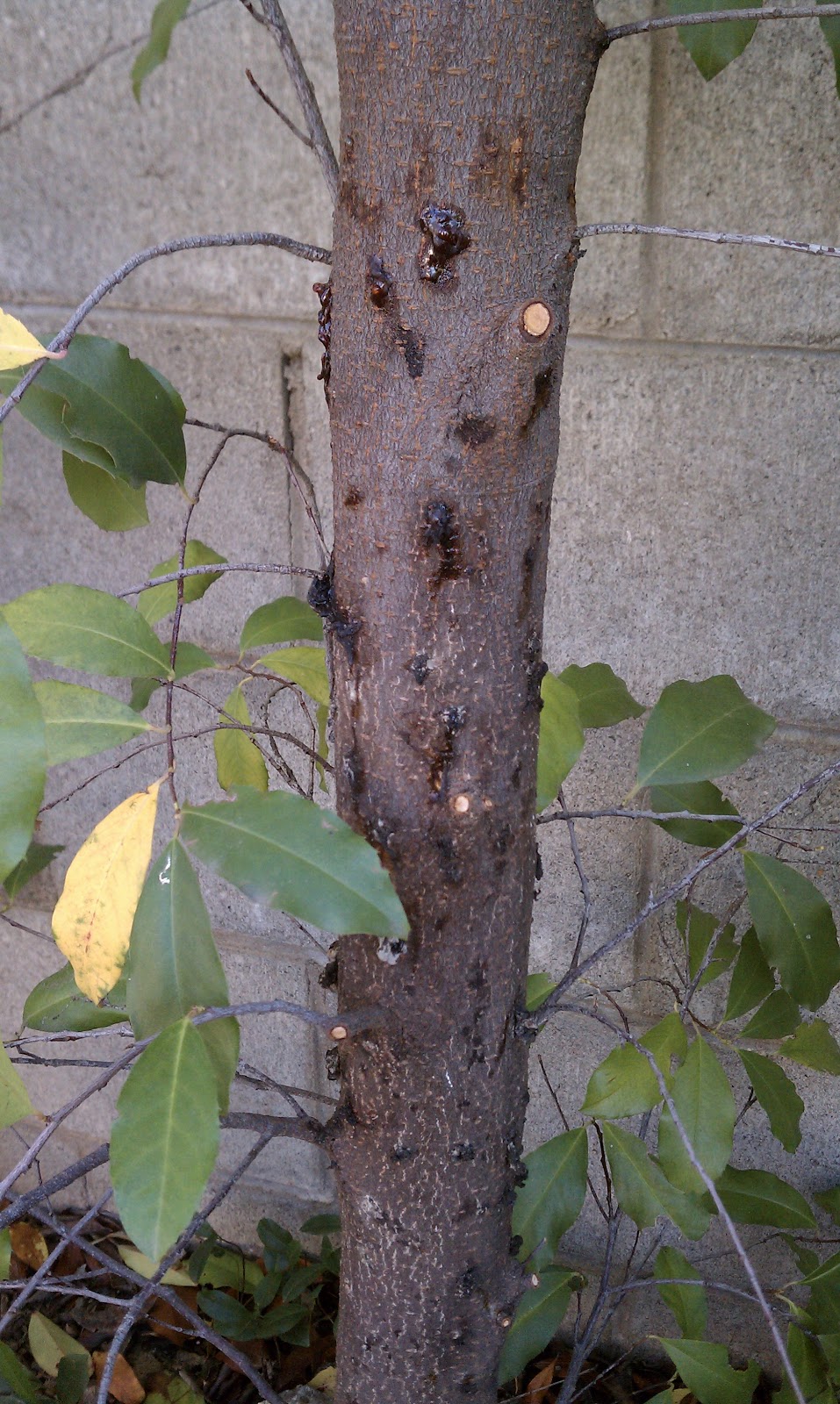 Prunus Caroliniana - trunk
