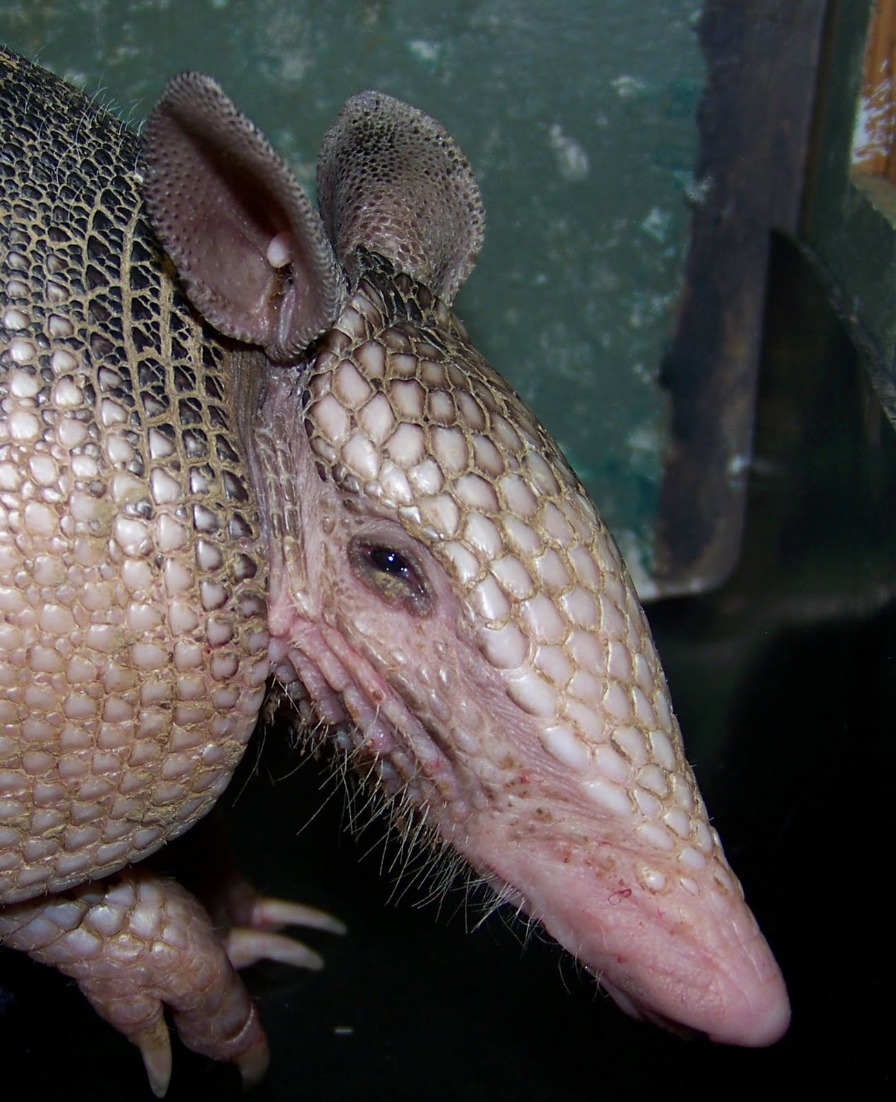 Armadillo Sounds: The Surprising Noises They Make! - 8b88m47