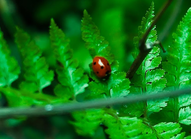 MUKTESHWAR & NAINITAAL: Red Shiny bug sitting on flashy green grass @ Mukteshwar